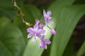 Natural Orchid Flower of Sri Lanka Royalty Free Stock Photo