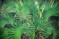 Beautiful natural palm empty pattern. Perfect background with young green tropical leaves of a palm. 