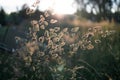 Beautiful natural panoramic countryside landscape. Blooming wild high grass in nature at sunset warm summer. Pastoral Royalty Free Stock Photo