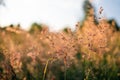 Beautiful natural panoramic countryside landscape. Blooming wild high grass in nature at sunset warm summer. Pastoral Royalty Free Stock Photo