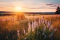 Beautiful natural panoramic countryside landscape. Blooming wild high grass in nature at sunset warm summer.