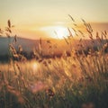 Beautiful natural panorama countryside landscape. Warm summer pastoral scenery with blooming wild high grass at sunset. Royalty Free Stock Photo