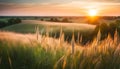 Beautiful natural panoramic rural landscape. Blooming wild tall grass in nature at sunset in warm summer. Pastoral landscapes Royalty Free Stock Photo