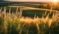 Beautiful natural panoramic rural landscape. Blooming wild tall grass in nature at sunset in warm summer. Pastoral landscapes Royalty Free Stock Photo