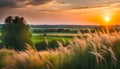 Beautiful natural panoramic rural landscape. Blooming wild tall grass in nature at sunset in warm summer. Pastoral landscapes Royalty Free Stock Photo