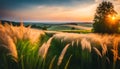 Beautiful natural panoramic rural landscape. Blooming wild tall grass in nature at sunset in warm summer. Pastoral landscapes Royalty Free Stock Photo