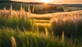 Beautiful natural panoramic rural landscape. Blooming wild tall grass in nature at sunset in warm summer. Pastoral landscapes Royalty Free Stock Photo