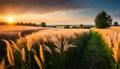 Beautiful natural panoramic rural landscape. Blooming wild tall grass in nature at sunset in warm summer. Pastoral landscapes Royalty Free Stock Photo