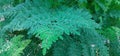 Beautiful natural pattern of Moringa leaves