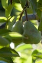 Beautiful natural pears weigh on a pear tree Royalty Free Stock Photo