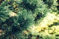 Natural pine branch covered with dew at the botanical gardenBackground of Christmas tree branches. green prickly branches Royalty Free Stock Photo