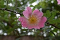 Beautiful natural pink and white roses with water drops Royalty Free Stock Photo