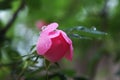 Beautiful natural pink and white roses with water drops Royalty Free Stock Photo