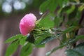 Beautiful natural pink and white roses with water drops Royalty Free Stock Photo