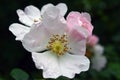 Beautiful natural pink and white roses with water drops Royalty Free Stock Photo