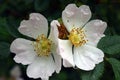 Beautiful natural pink and white roses with water drops Royalty Free Stock Photo