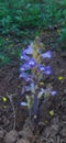 Beautiful natural purple flower (Orobanche ramosa)
