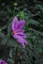 Beautiful natural purple flower water drops Royalty Free Stock Photo