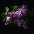 Beautiful natural purple lilac flowers on branches with green leaves, on a dark background Royalty Free Stock Photo