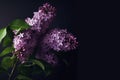 Beautiful natural purple lilac flowers on branches with green leaves, on a dark background Royalty Free Stock Photo