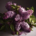 Beautiful natural purple lilac flowers on branches with green leaves, on a dark background Royalty Free Stock Photo