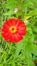 Beautiful natural red and yellow cosmos flowers. Royalty Free Stock Photo