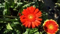 Beautiful natural red gerbera flowers taken from the garden Royalty Free Stock Photo