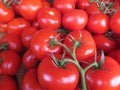 Beautiful natural red tomatoes with great flavor delicious natural Royalty Free Stock Photo