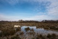 Camargue Horses in Isola della Cona