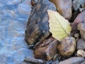 Beautiful natural river rocks and leaf Royalty Free Stock Photo