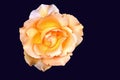 Beautiful natural roses close-up view on an isolated dark background.