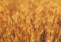 Beautiful natural rural landscape with a field of Golden ears of wheat ripened on a warm summer Sunny day Royalty Free Stock Photo