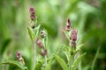 Beautiful Natural Sage Flowers Blooming Amoungst Lush Green Background in Spring Royalty Free Stock Photo