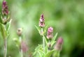 Beautiful Natural Sage Flowers Blooming Amoungst Lush Green Background in Spring Royalty Free Stock Photo