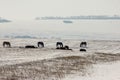 Beautiful natural scene. Herd of wild red horses riding on snowy mountainy road. Wild horses at winter season. Royalty Free Stock Photo