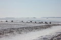 Beautiful natural scene. Herd of wild red horses riding on snowy mountainy road. Wild horses at winter season. Royalty Free Stock Photo