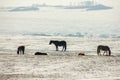 Beautiful natural scene. Herd of wild red horses riding on snowy mountainy road. Wild horses at winter season. Royalty Free Stock Photo