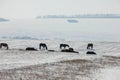 Beautiful natural scene. Herd of wild red horses riding on snowy mountainy road. Wild horses at winter season. Royalty Free Stock Photo