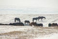 Beautiful natural scene. Herd of wild red horses riding on snowy mountainy road. Wild horses at winter season. Royalty Free Stock Photo