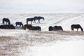 Beautiful natural scene. Herd of wild red horses riding on snowy mountainy road. Wild horses at winter season. Royalty Free Stock Photo