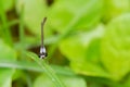 Beautiful natural scene macro shots of dragonflies. Royalty Free Stock Photo