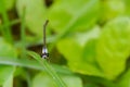 Beautiful natural scene macro shots of dragonflies. Royalty Free Stock Photo