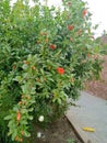Pomegranate plants, flowers, red flowers