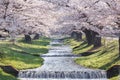 Beautiful natural scene of a tunnel of full blooming cherry blossom over the river