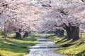 Beautiful natural scene of a tunnel of full blooming cherry blossom trees Royalty Free Stock Photo