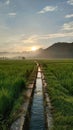 beautiful natural scenery in the morning with rice plants and flowing irrigation water