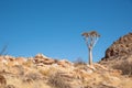 The beautiful natural scenery of Namibia, the magical Quiver Tree Forest in Southern Africa. Namibia.