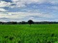 Beautiful natural scenery in the rice fields on a bright morning Royalty Free Stock Photo