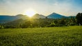 Beautiful natural scenery of rice fields at sunrise Royalty Free Stock Photo