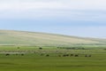 Beautiful natural scenery in summer with Colorful Ã¯Â¼Ëyellow, green) grass and rolling hills. Royalty Free Stock Photo